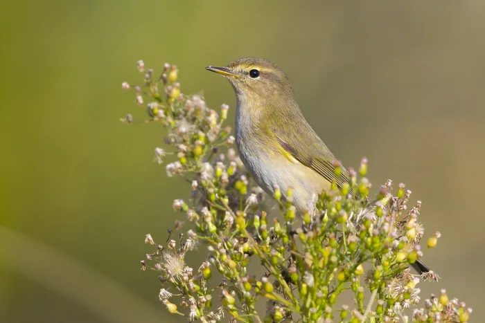 Framed Print : Common Chiffchaff
