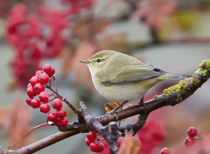Framed Print : Common Chiffchaff, Phylloscopus collybita Framed Print : Common Chiffchaff, Phylloscopus collybita