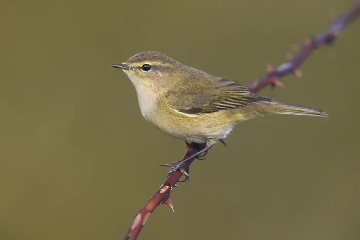 Framed Print : Common Chiffchaff, Phylloscopus collybita