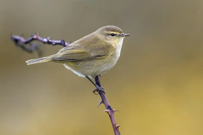 Framed Print : Common Chiffchaff, Phylloscopus collybita
