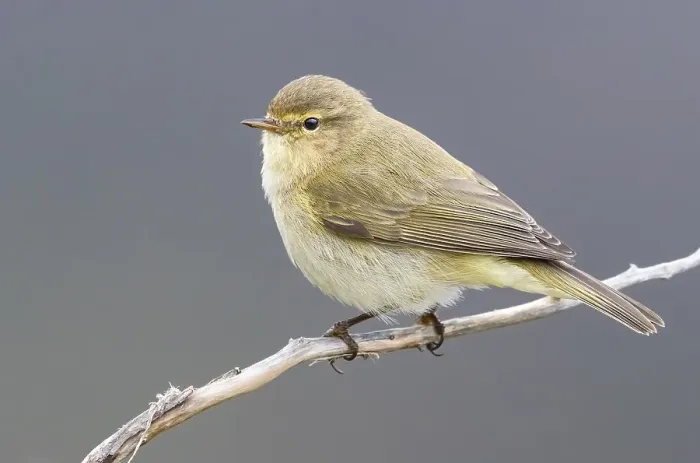 Framed Print : Common Chiffchaff, Phylloscopus collybita Framed Print : Common Chiffchaff, Phylloscopus collybita