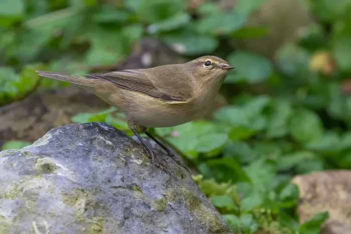 Framed Print : Common Chiffchaff, Phylloscopus collybita Framed Print : Common Chiffchaff, Phylloscopus collybita