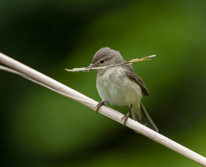 Framed Print : Common Chiffchaff, Phylloscopus collybita