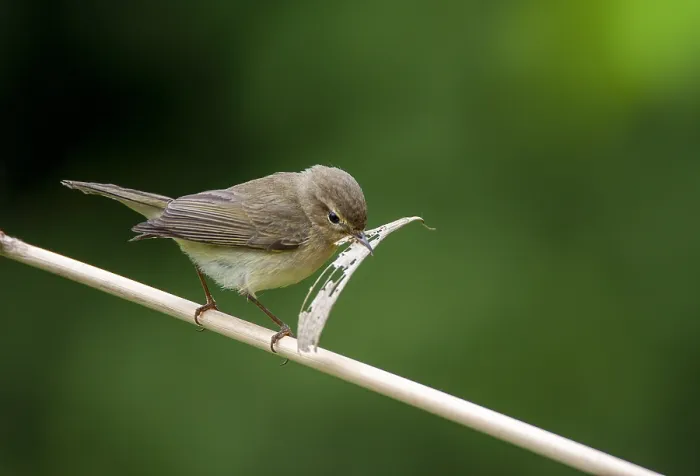 Framed Print : Common Chiffchaff, Phylloscopus collybita