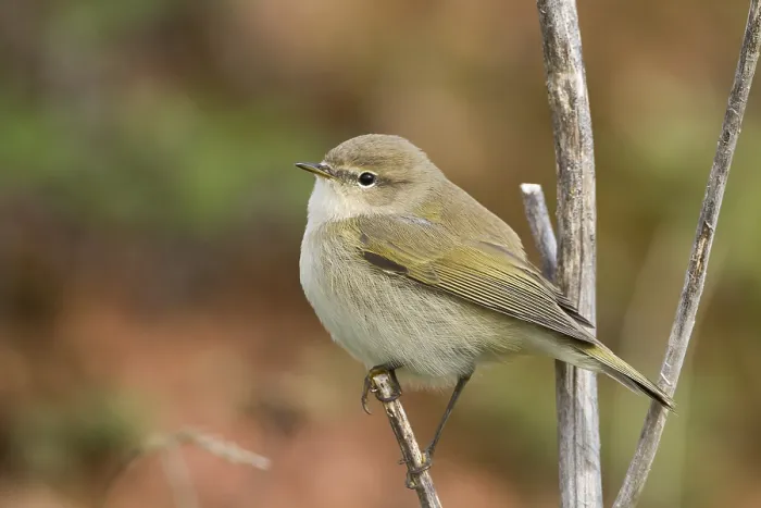 Framed Print : Common Chiffchaff, Phylloscopus collybita