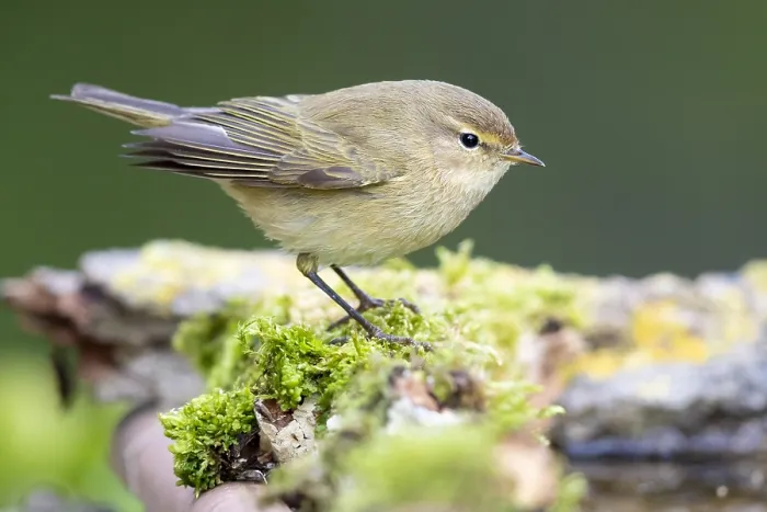 Framed Print : Common Chiffchaff, Phylloscopus collybita