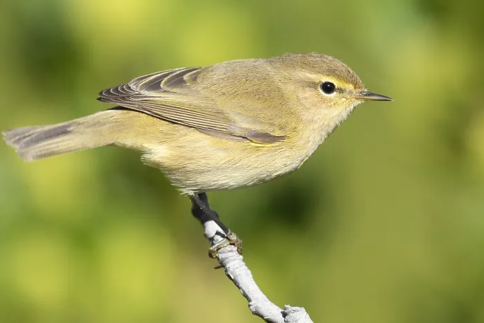 Framed Print : Common Chiffchaff, Phylloscopus collybita