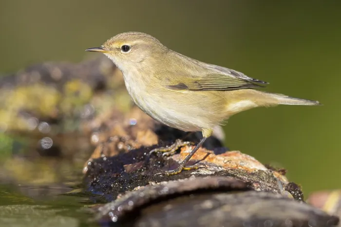 Framed Print : Common Chiffchaff, Phylloscopus collybita Framed Print : Common Chiffchaff, Phylloscopus collybita