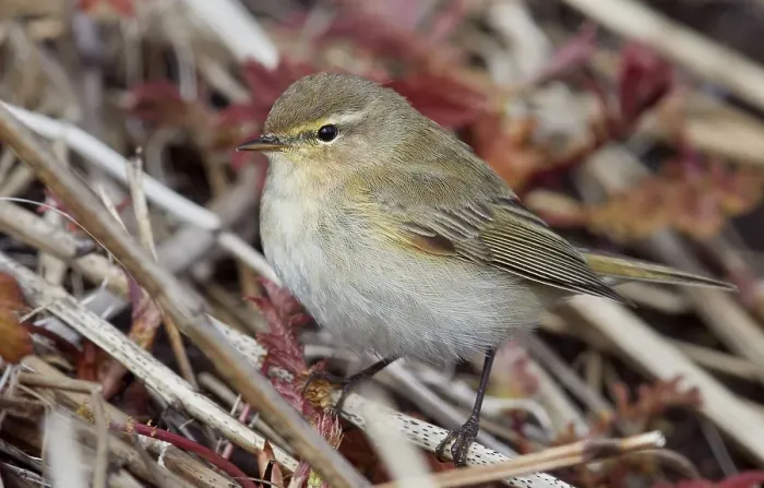 Framed Print : Common Chiffchaff, Phylloscopus trochilus