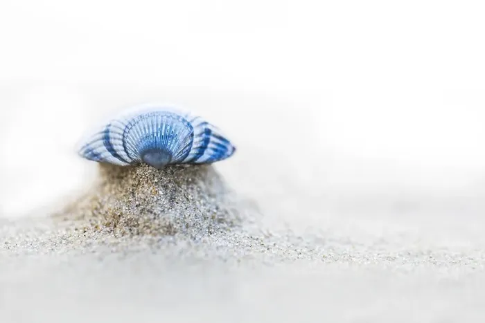 Framed Print : common cockle