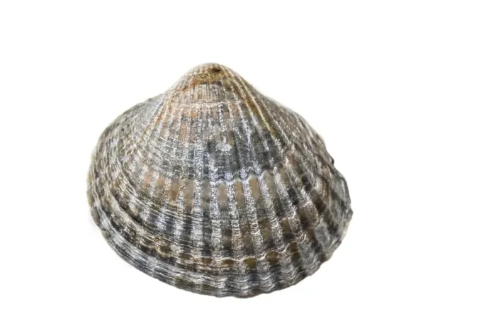 Framed Print : Common Cockle, Cerastoderma edule