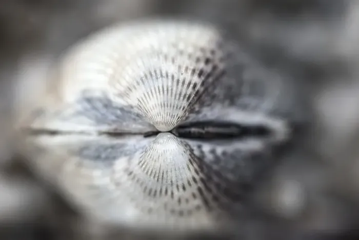 Framed Print : Common Cockle, Cerastoderma edule