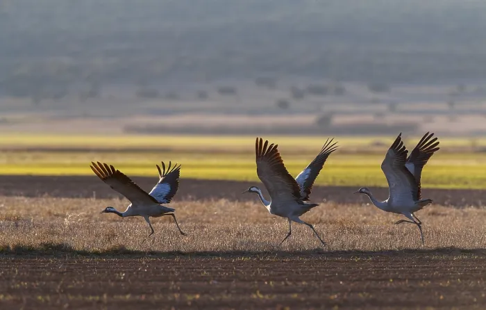 Framed Print : Common Crane, Grus grus