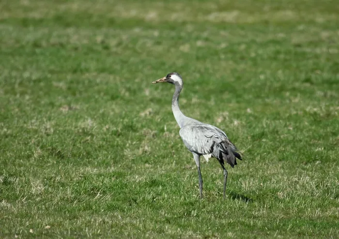 Framed Print : Common Crane, Grus grus