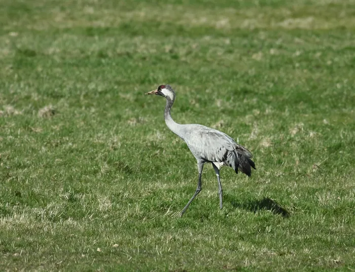 Framed Print : Common Crane, Grus grus
