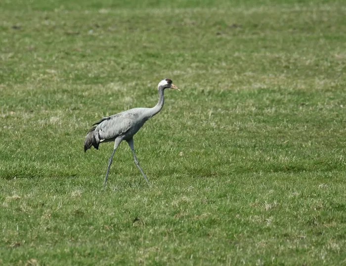 Framed Print : Common Crane, Grus grus