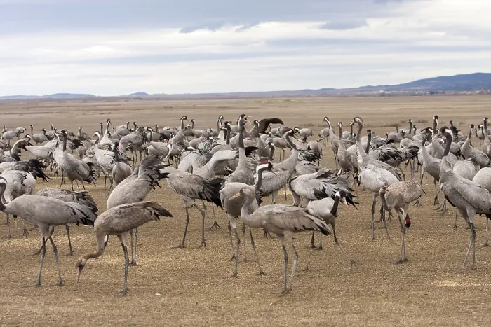 Framed Print : Common Crane, Grus grus