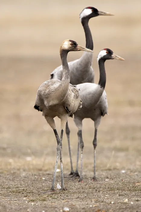 Framed Print : Common Crane, Grus grus