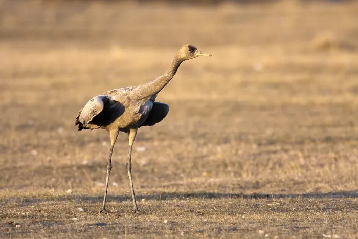 Framed Print : Common Crane, Grus grus