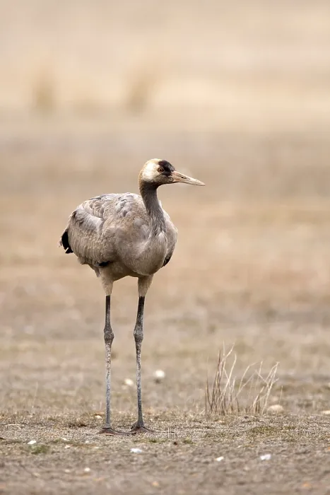 Framed Print : Common Crane, Grus grus