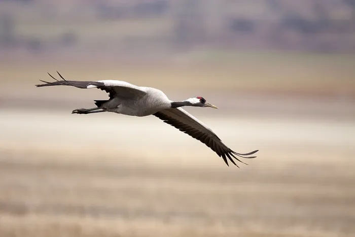 Framed Print : Common Crane, Grus grus