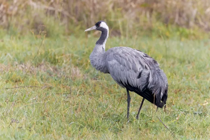 Framed Print : Common crane, Grus grus