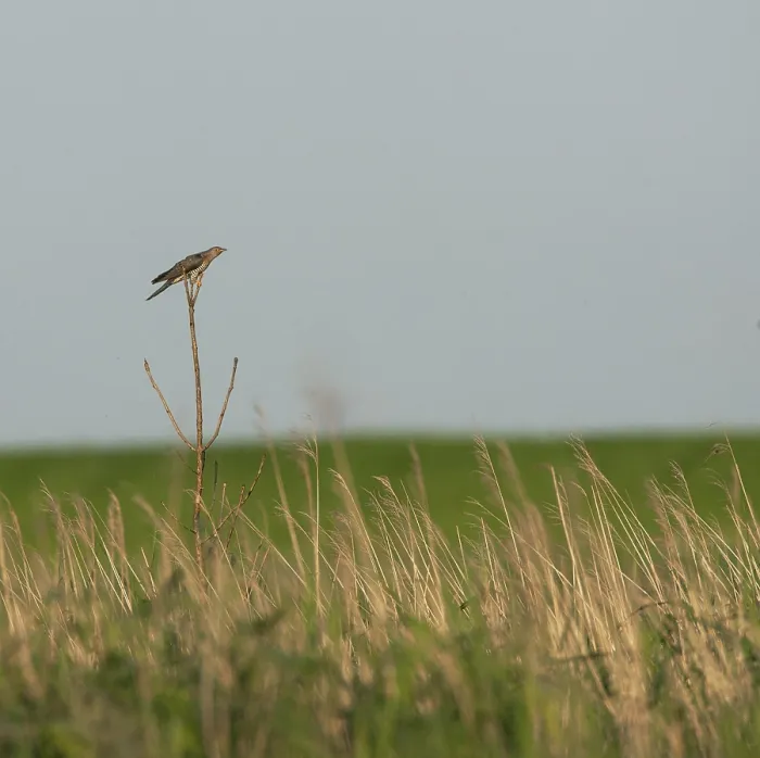 Framed Print : Common cuckoo