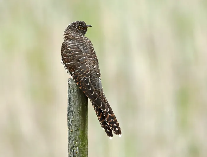 Framed Print : Common Cuckoo, Cuculus canorus