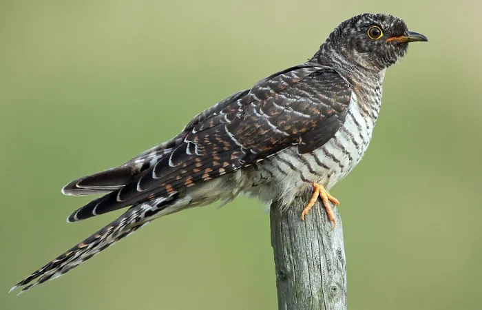 Framed Print : Common Cuckoo, Cuculus canorus