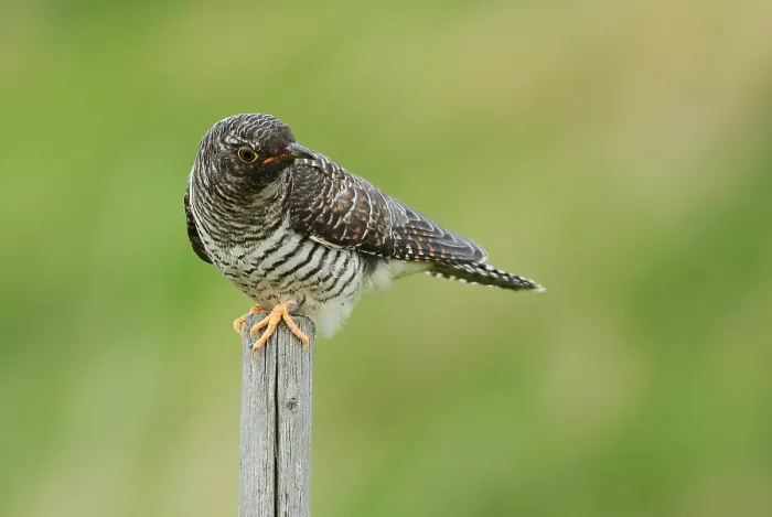 Framed Print : Common Cuckoo, Cuculus canorus