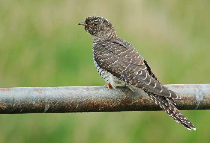 Framed Print : Common Cuckoo, Cuculus canorus