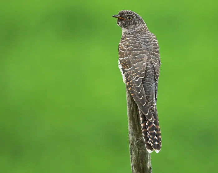 Framed Print : Common Cuckoo, Cuculus canorus Framed Print : Common Cuckoo, Cuculus canorus