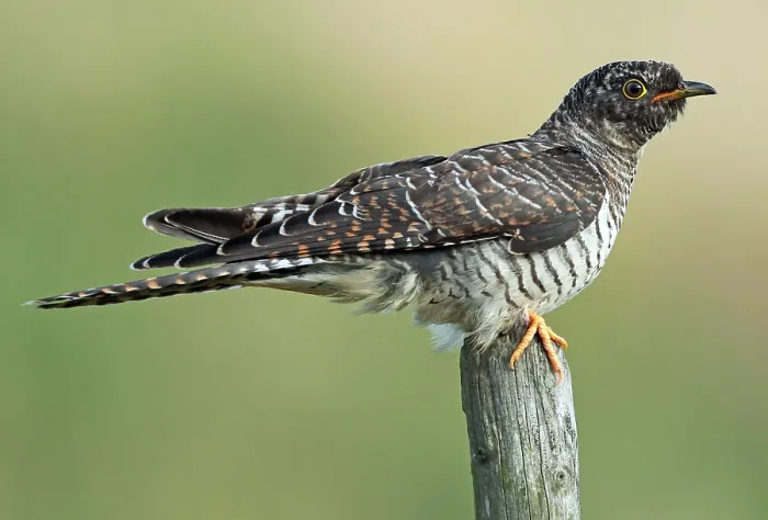Framed Print : Common Cuckoo, Cuculus canorus Framed Print : Common Cuckoo, Cuculus canorus