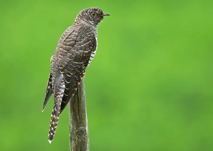Framed Print : Common Cuckoo, Cuculus canorus
