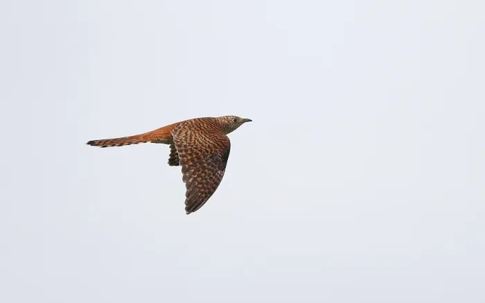 Framed Print : Common Cuckoo, Cuculus canorus