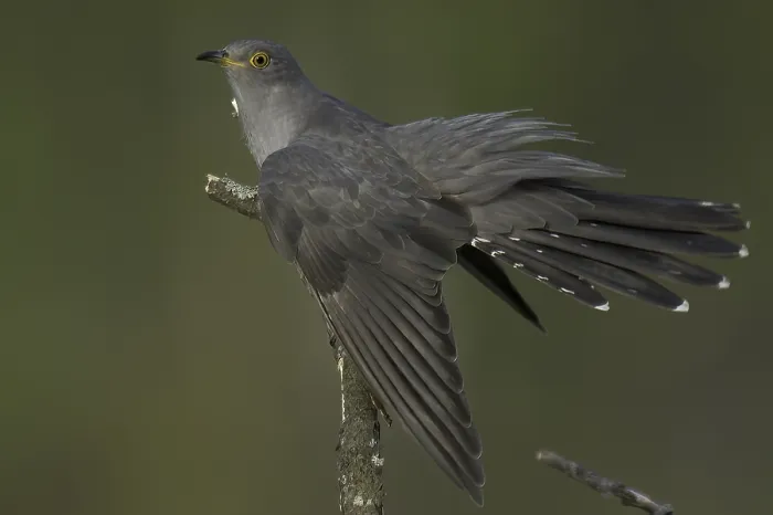 Framed Print : Common Cuckoo (Cuculus canorus)