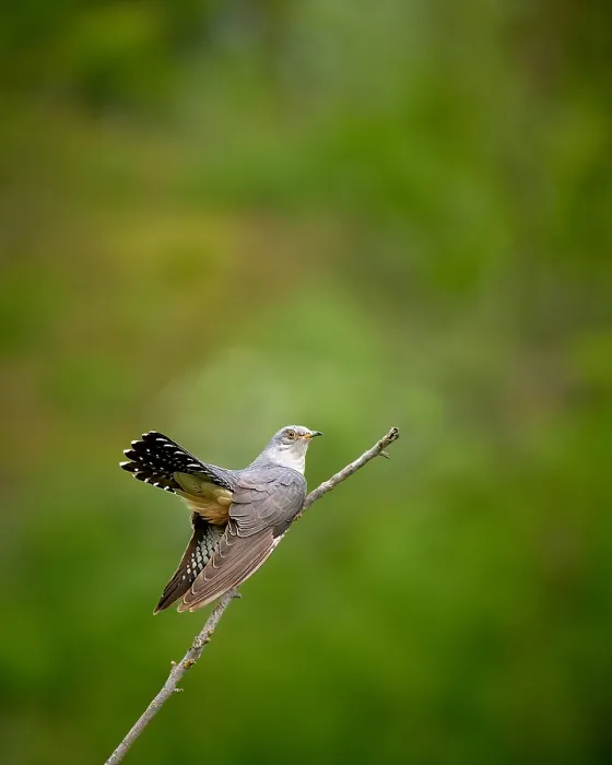 Framed Print : Common Cuckoo, Cuculus canorus Framed Print : Common Cuckoo, Cuculus canorus