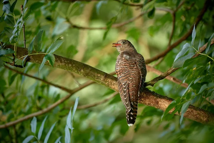 Framed Print : Common Cuckoo, Cuculus canorus