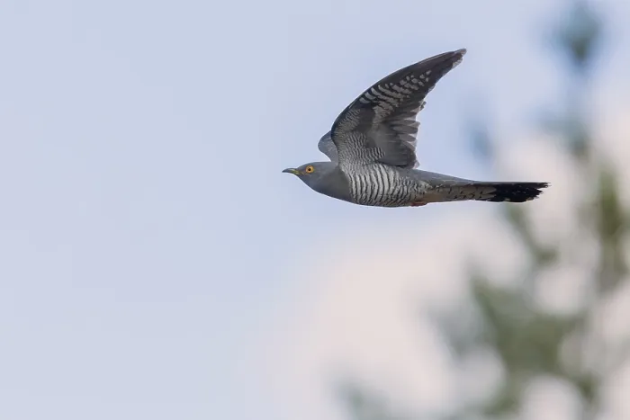 Framed Print : Common Cuckoo in flight