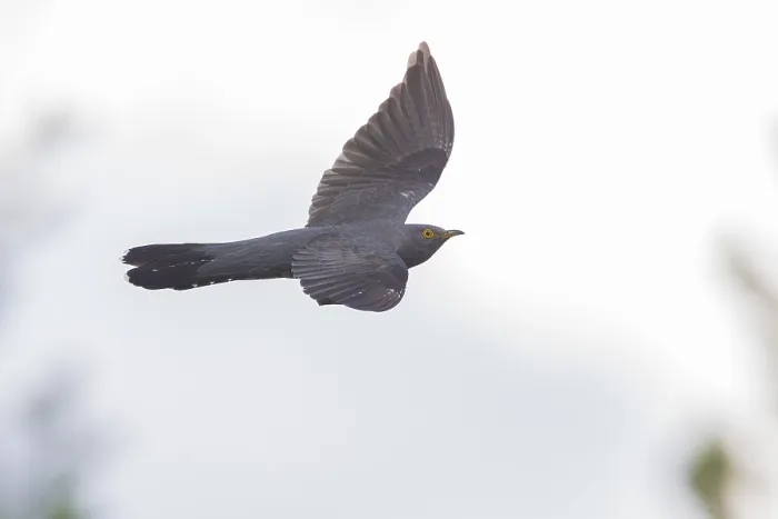 Framed Print : Common Cuckoo in flight
