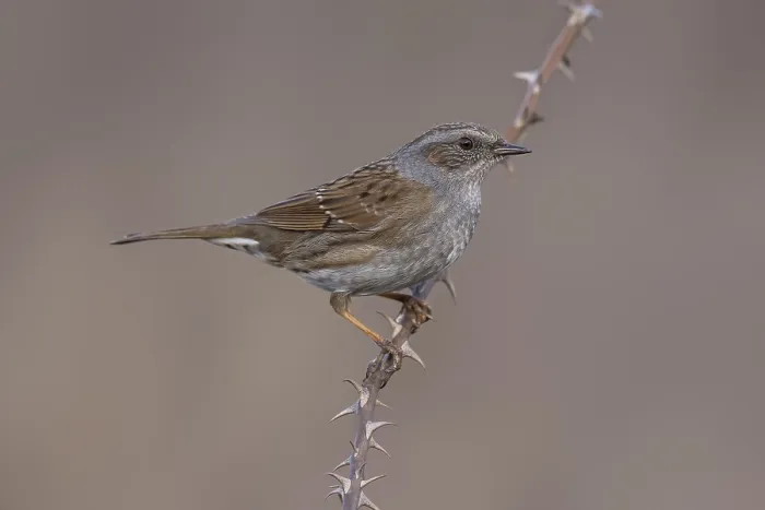 Framed Print : Common Dunnock, Prunella modularis modularis