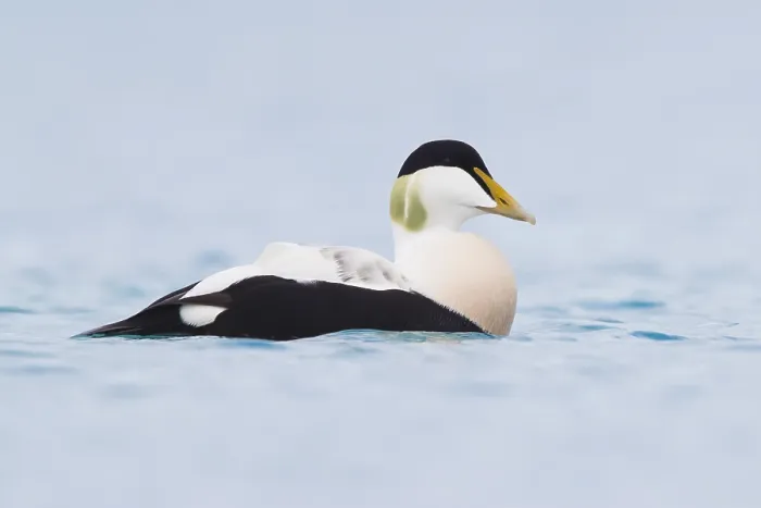 Framed Print : Common Eider