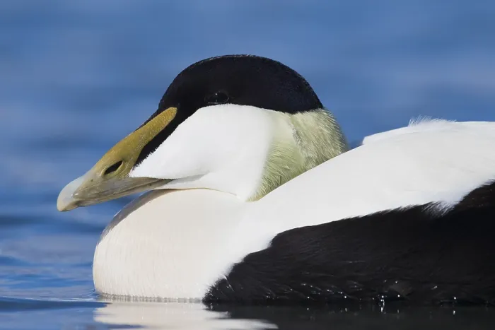 Framed Print : Common Eider