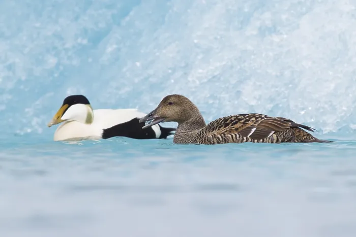 Framed Print : Common Eider