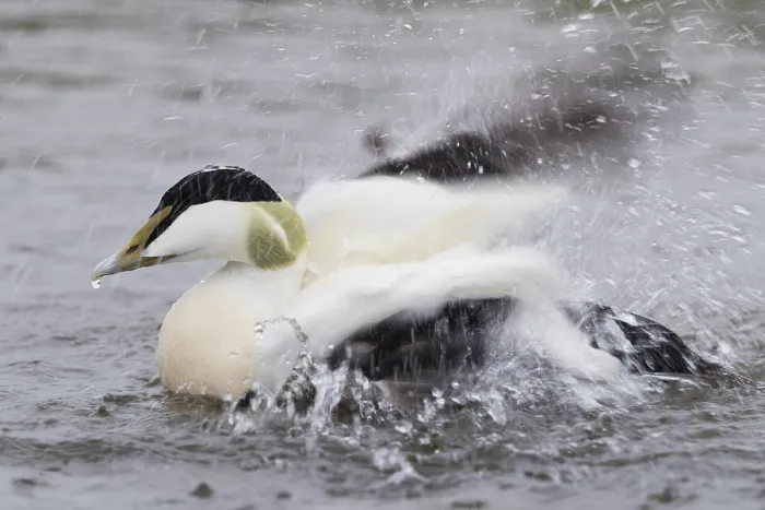 Framed Print : Common Eider
