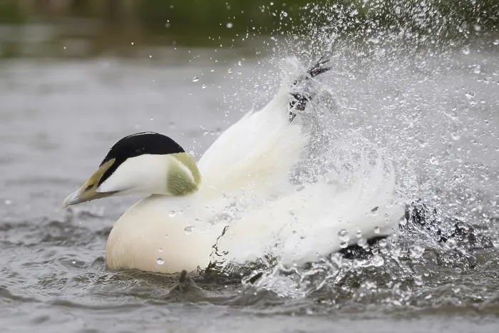 Framed Print : Common Eider