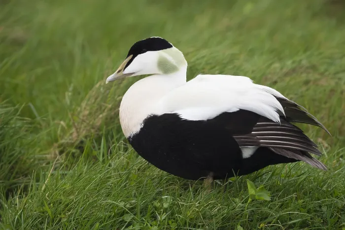 Framed Print : Common Eider