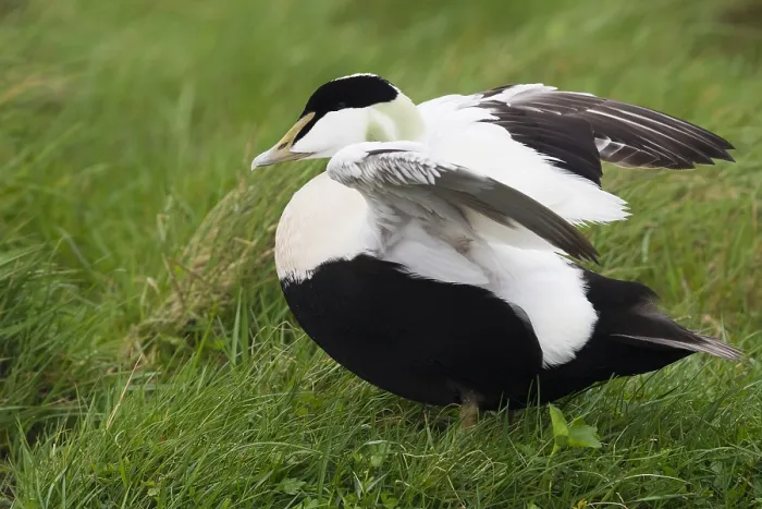 Framed Print : Common Eider