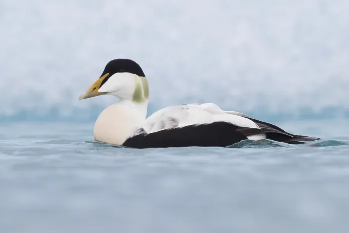 Framed Print : Common Eider