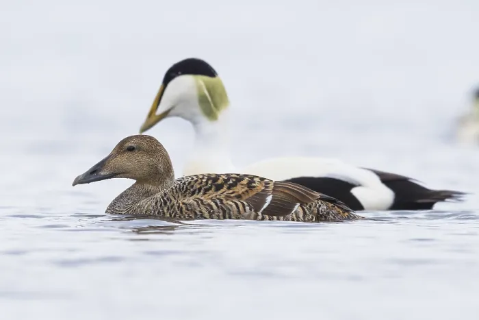Framed Print : Common Eider